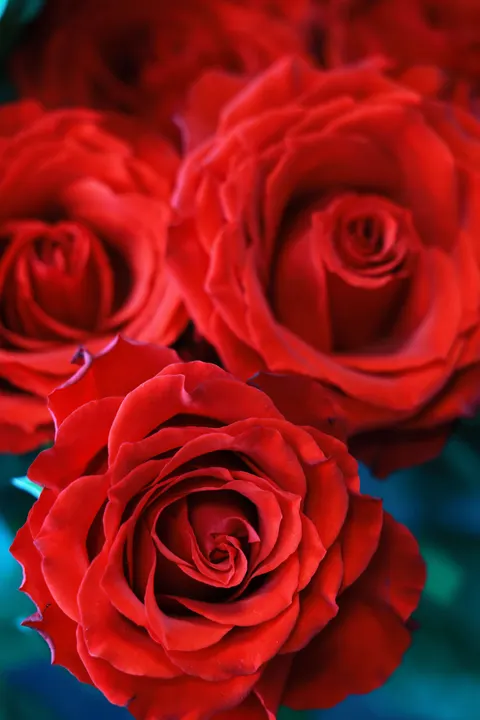 Rose Petals Phone Wallpaper · petals · 1440×2159