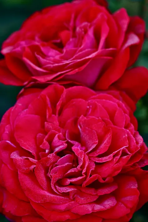 Rose Petals Phone Wallpaper · petals · 1440×2160