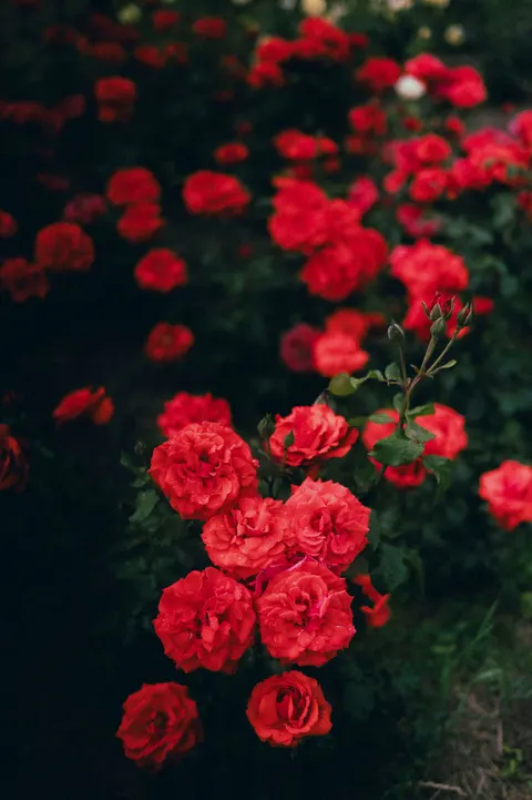 Rose Petals Phone Wallpaper · petals · 1440×2164