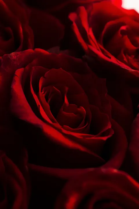Rose Petals Phone Wallpaper · petals · 1440×2160
