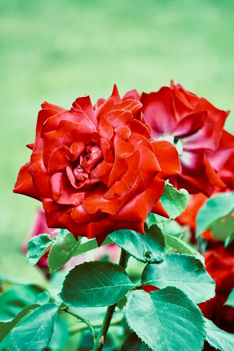 Rose Petals Phone Wallpaper · petals · 1440×2160