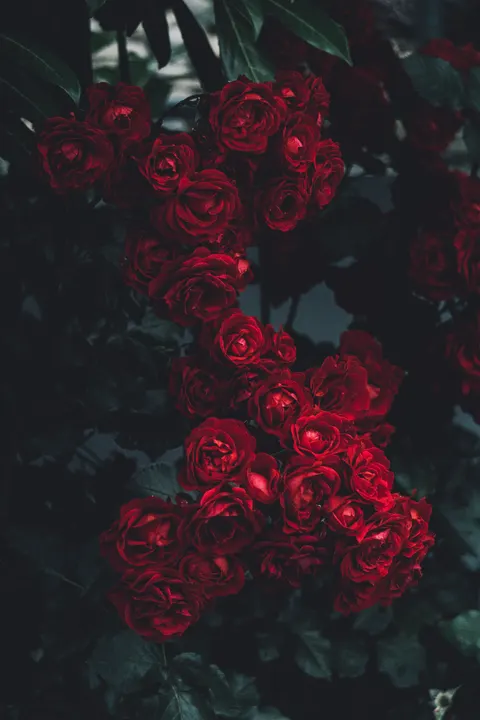 Rose Petals Phone Wallpaper · petals · 1440×2160