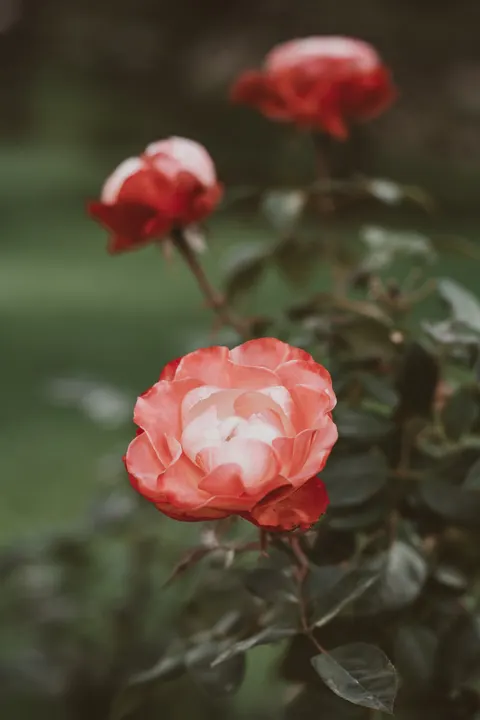 Rose Petals Phone Wallpaper · petals · 1440×2160