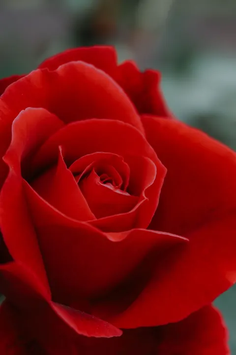 Rose Petals Phone Wallpaper · petals · 1440×2160