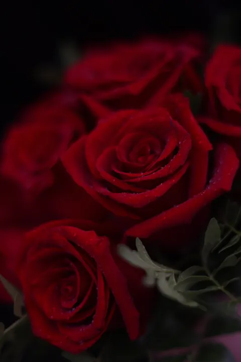 Rose Petals Phone Wallpaper · petals · 1440×2159