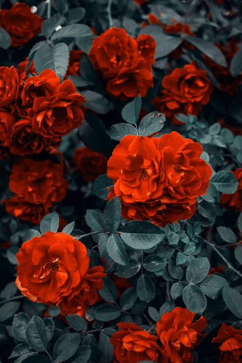 Rose Petals Phone Wallpaper · petals · 1440×2160