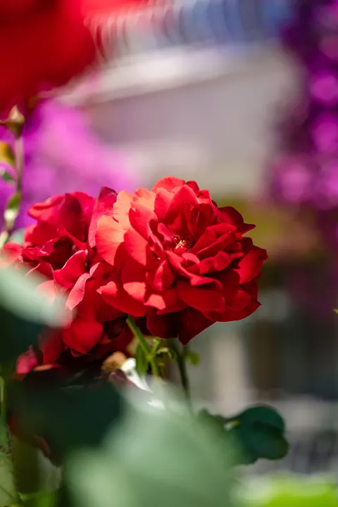 Rose Petals Phone Wallpaper · petals · 1440×2160