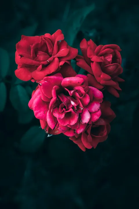 Rose Petals Phone Wallpaper · petals · 1440×2160