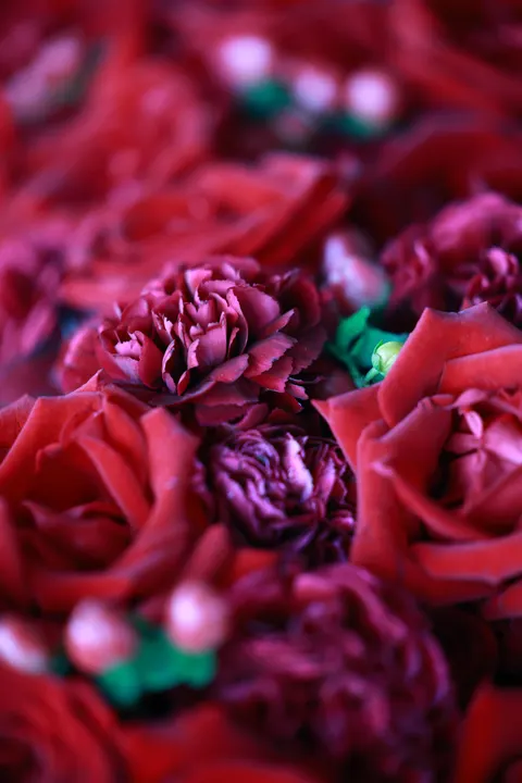 Rose Petals Phone Wallpaper · petals · 1440×2160