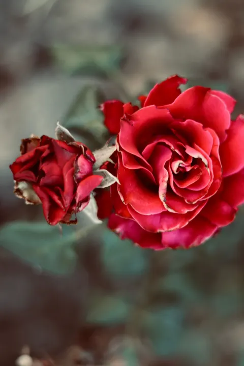 Rose Petals Phone Wallpaper · petals · 1440×2160