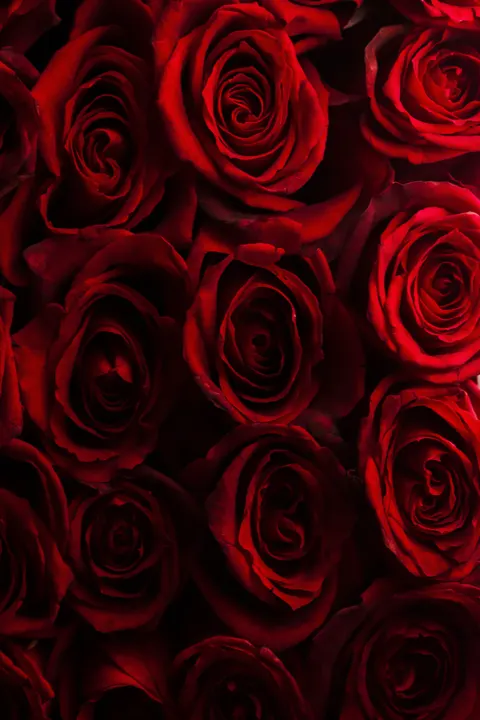 بتلات ورد خلفية للجوال · petals · 1440×2160