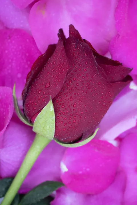 Rose Petals Phone Wallpaper · petals · 1440×2160