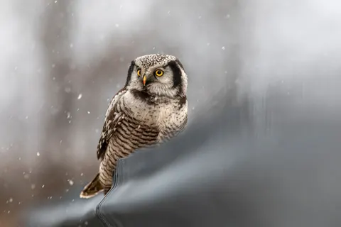 Owl 4K Wallpaper · animals · 3840×2560
