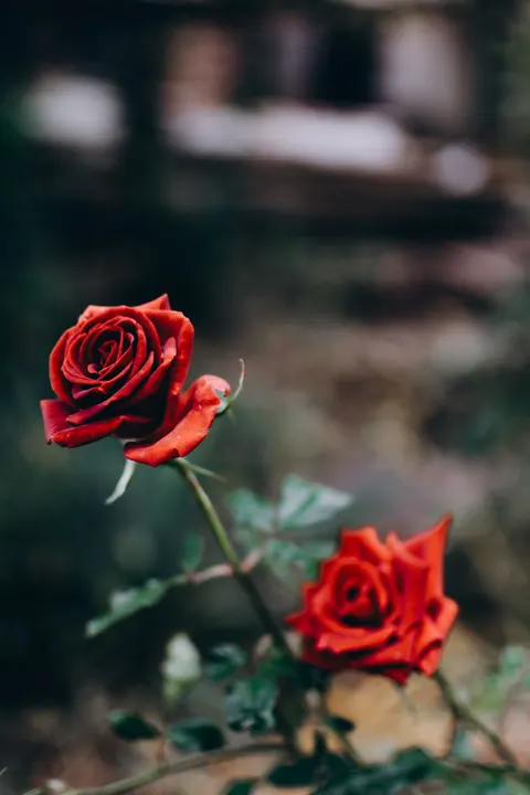 Rose Petals Phone Wallpaper · petals · 1440×2160