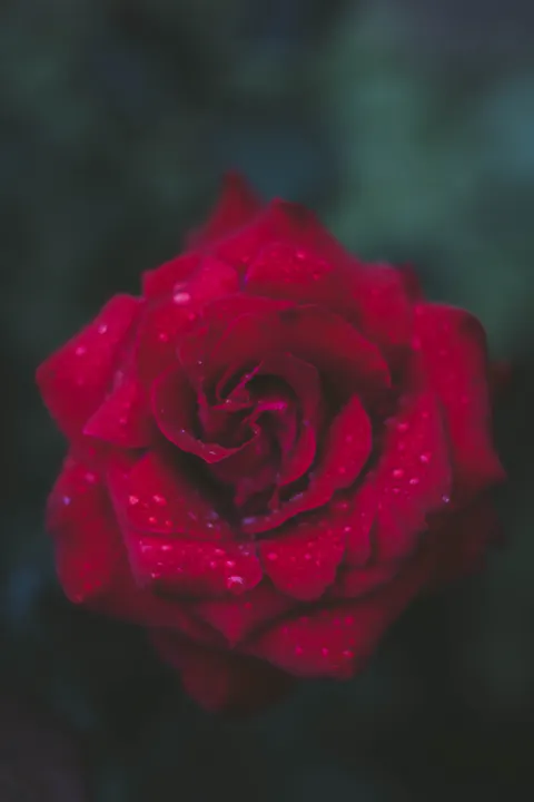 Płatki róż Tapeta na Telefon · petals · 1440×2160