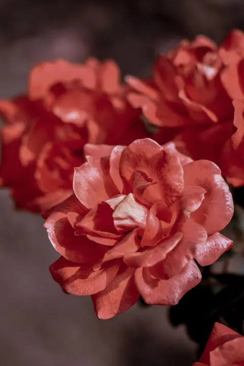 Rose Petals Phone Wallpaper · petals · 1440×2160