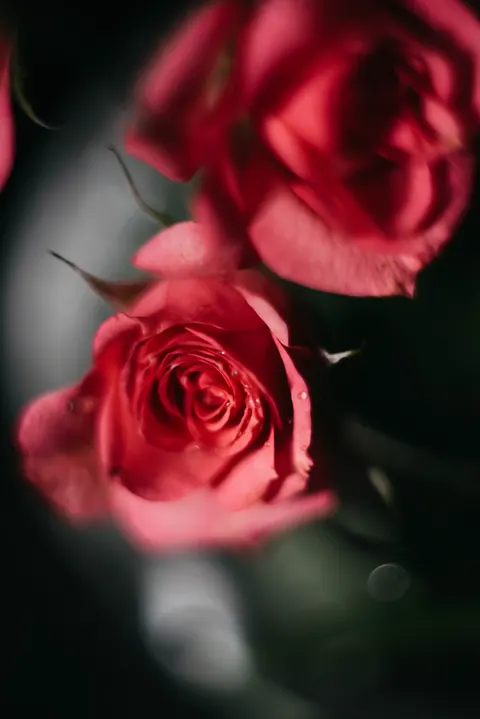 Rosenblätter Handy-Hintergrundbild · petals · 1440×2157