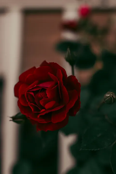 Rose Petals Phone Wallpaper · petals · 1440×2160