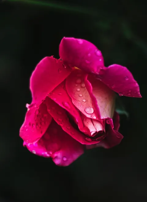 Rose Petals Phone Wallpaper · petals · 1440×1978