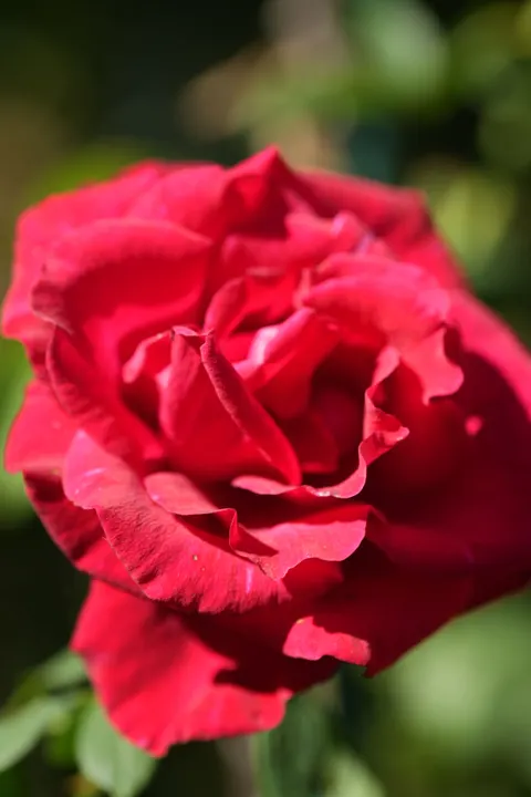 Rose Petals Phone Wallpaper · petals · 1440×2160
