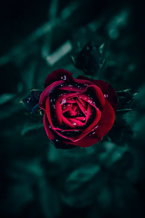玫瑰花瓣 手机壁纸 · petals · 1440×2160