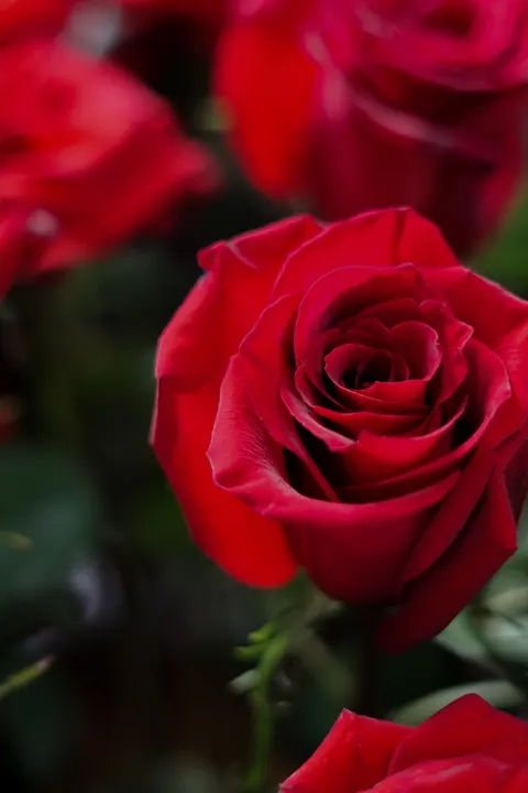 Rose Petals Phone Wallpaper · petals · 1440×2160