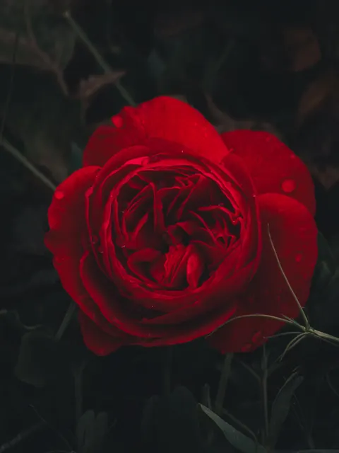 Rose Petals Phone Wallpaper · petals · 1440×1920