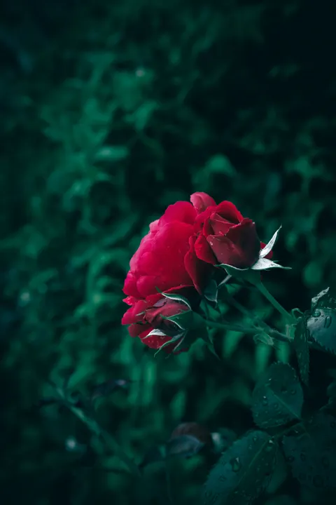 Cánh Hoa Hồng Hình Nền Điện Thoại · petals · 1440×2160