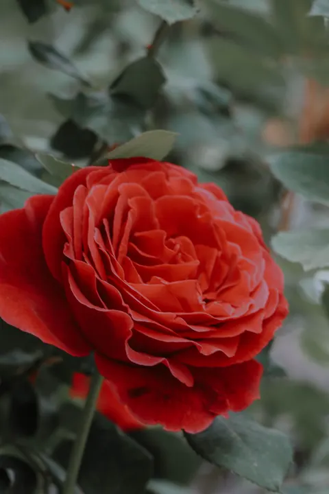 Rose Petals Phone Wallpaper · petals · 1440×2160
