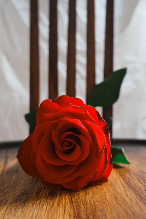 Rose Petals Phone Wallpaper · petals · 1440×2160