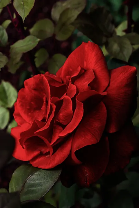 Rose Petals Phone Wallpaper · petals · 1440×2160