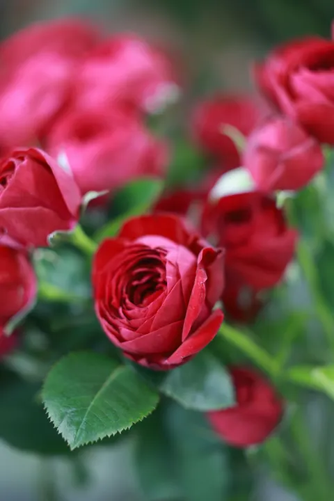 Fond d'écran mobile Pétales de Rose · petals · 1440×2159