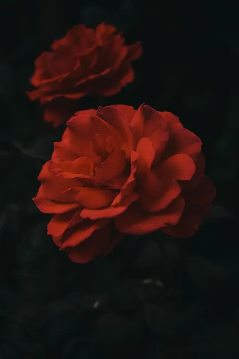 Rose Petals Phone Wallpaper · petals · 1440×2160