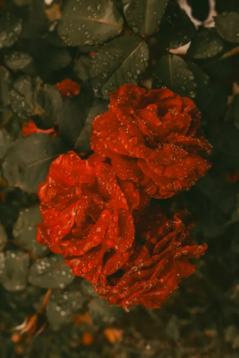 Rose Petals Phone Wallpaper · petals · 1440×2160