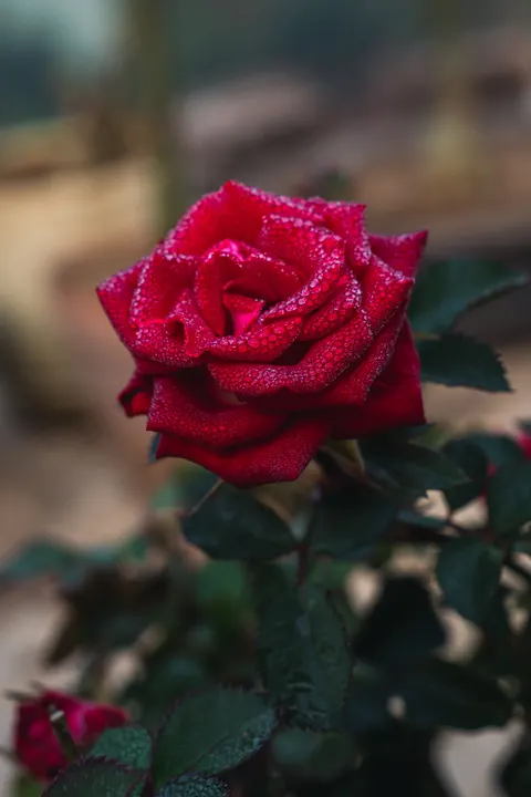 Rose Petals Phone Wallpaper · petals · 1440×2160