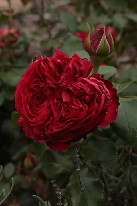 Rose Petals Phone Wallpaper · petals · 1440×2160