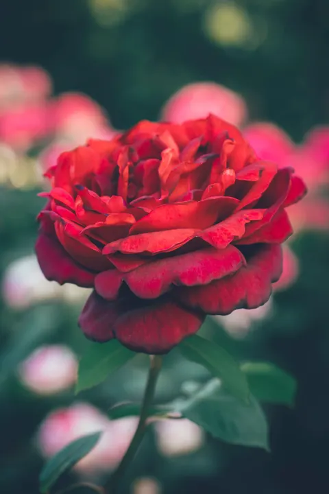 گلبرگ رز والپیپر موبایل · petals · 1440×2160