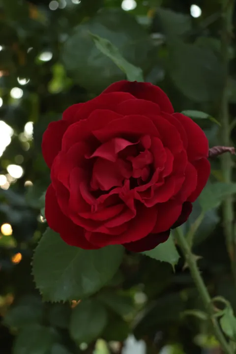 Rose Petals Phone Wallpaper · petals · 1440×2160