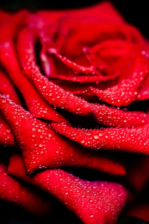 Rose Petals Phone Wallpaper · petals · 1440×2160