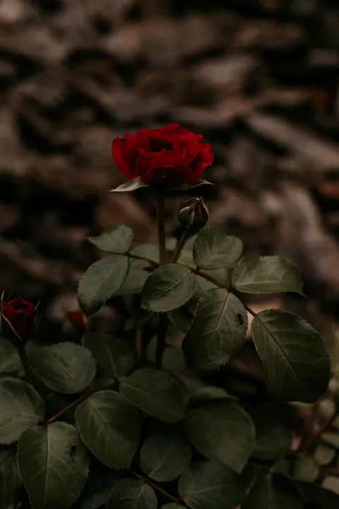 Rose Petals Phone Wallpaper · petals · 1440×2160