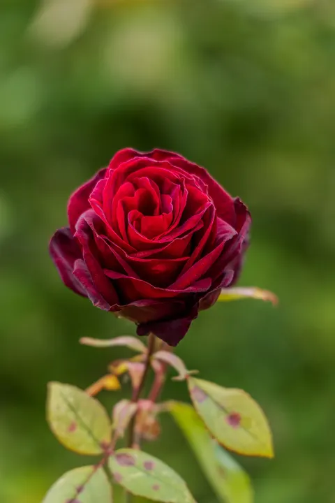 Rose Petals Phone Wallpaper · petals · 1440×2160
