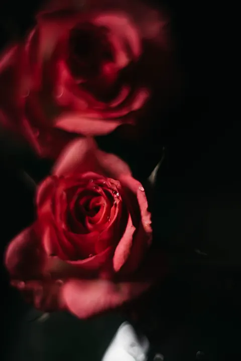 بتلات ورد خلفية للجوال · petals · 1440×2157