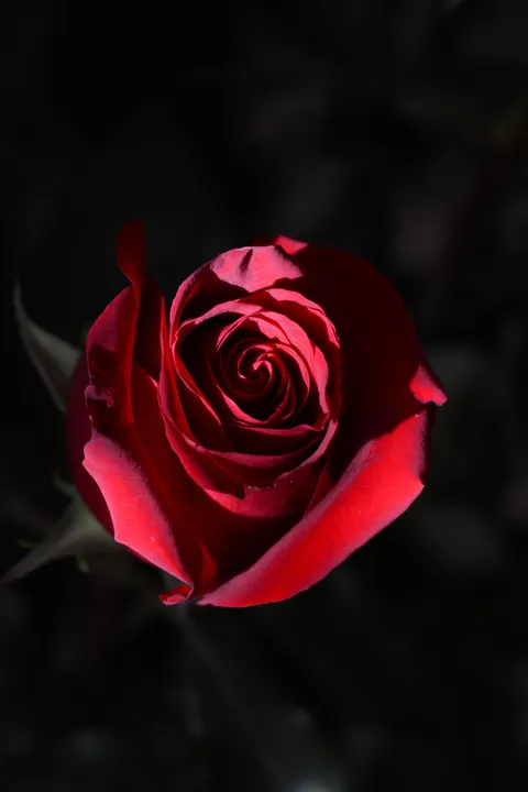 Rose Petals Phone Wallpaper · petals · 1440×2160