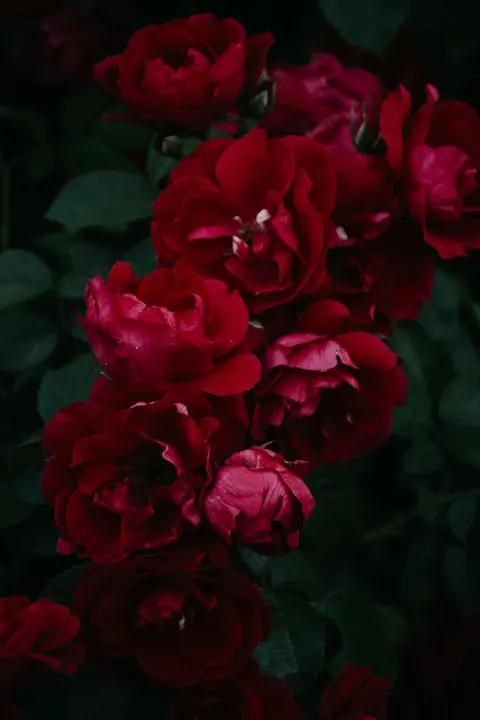 Rose Petals Phone Wallpaper · petals · 1440×2160