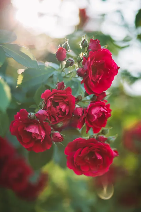 Rose Petals Phone Wallpaper · petals · 1440×2160