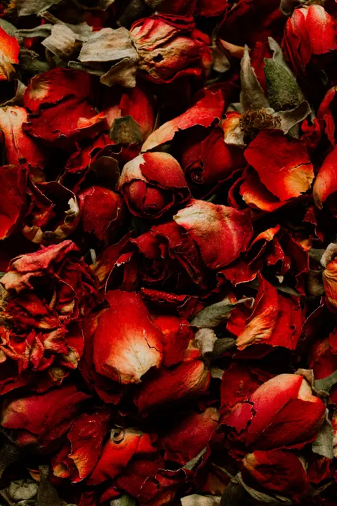 Rose Petals Phone Wallpaper · petals · 1440×2160
