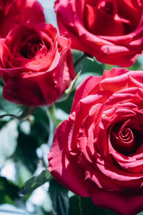 Rose Petals Phone Wallpaper · petals · 1440×2160