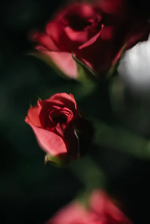 Rose Petals Phone Wallpaper · petals · 1440×2156
