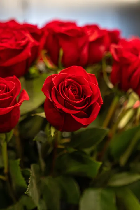 Rose Petals Phone Wallpaper · petals · 1440×2160