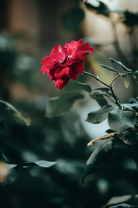 Rose Petals Phone Wallpaper · petals · 1440×2160
